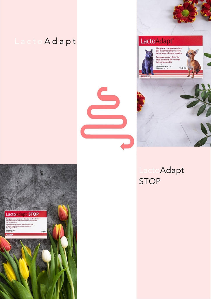 Der Unterschied zwischen Darmdysbiose und Durchfall