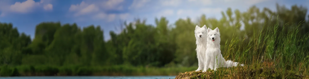 Warum Stadtwolfs Trockenfutter "Pute mit Süßkartoffel, Kartoffel & Kürbis" sowohl für ausgewachsene als auch heranwachsende Hunde ideal ist