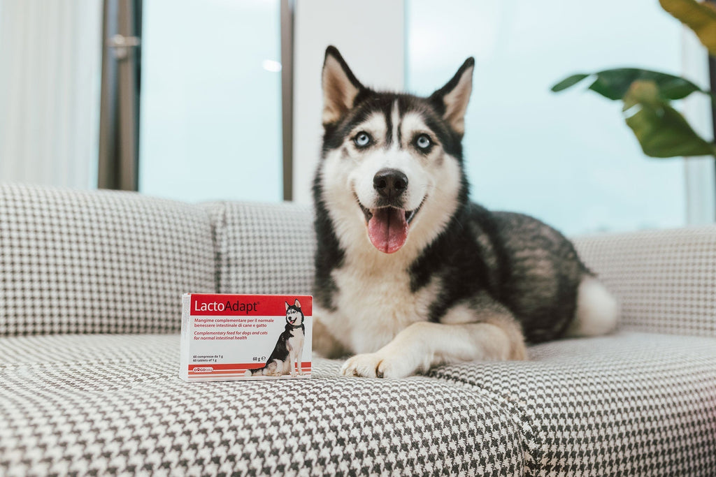 Eine gute Verdauung beeinflusst die Gesundheit und Funktion des gesamten Organismus