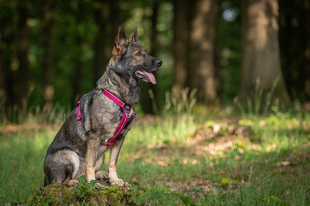 Leinen, Halsbänder & Geschirre