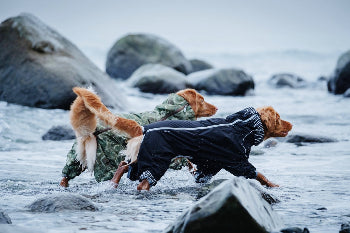 Hunde tragen wasserdichten Hurtta-Downpoursuit am Strand