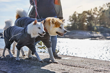 Hund trägt weicher Hurtta Midlayer Overall Blackberry beim Spaziergang -  Outlet bei AmbraPet