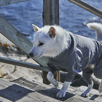 Hund trägt weicher Hurtta Midlayer Overall Blackberry am Wasser, Outlet bei AmbraPet