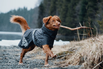 Hunde trägt Monsoon Coat Eco Blackberry beim Spielen am Ufer - Outlet bei AmbraPet 