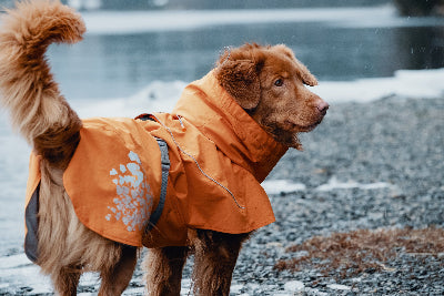 Hunde trägt Monsoon Coat Eco Buckthorn beim Spaziergang Ufer - Outlet bei Ambrapet