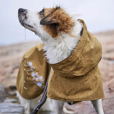 Hund trägt Monsoon Coat Eco Desert am Strand