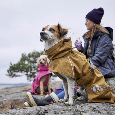 Hund trägt Monsoon Coat Eco Desert sitzend am Strand
