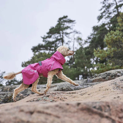 Hund trägt Monsoon Coat Eco Ruby am Strand