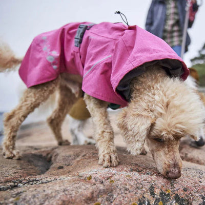 Hund trägt Monsoon Coat Eco Ruby beim Schnüffeln 