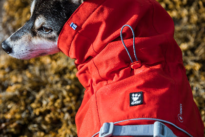 Hunde trägt Monsoon Coat Eco Rosehip - Outlet bei AmbraPet 