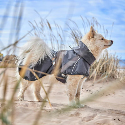 Hund trägt Hurtta Mudventure Coat ECO Blackberry am Strand, AmbraPet