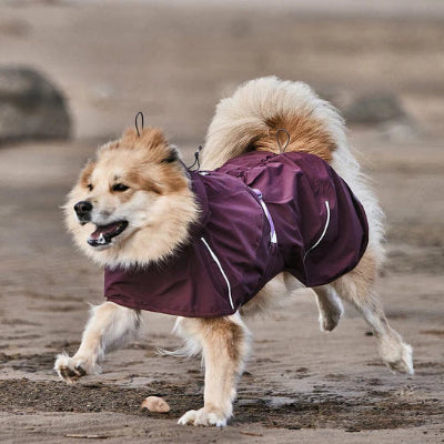 Hund trägt Hurtta Mudventure Coat ECO Eggplant am Strand, AmbraPet