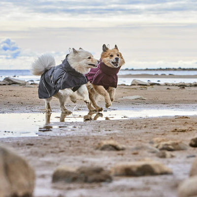 Hunde tragen Hurtta Mudventure Coat ECO beim Spielen, AmbraPet