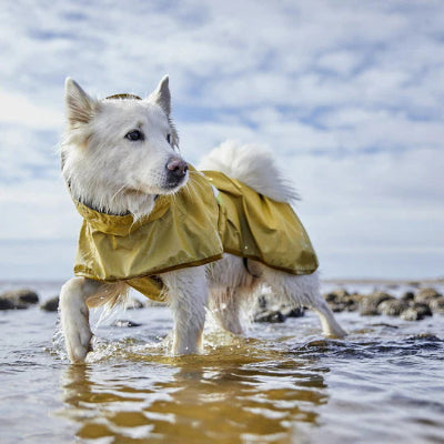 Hund trägt Hurtta Mudventure reflective Coat turmeric am Wasser, AmbraPet