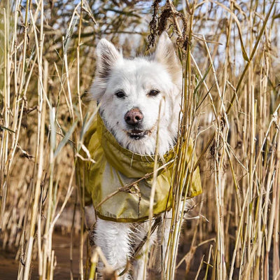 Hund trägt Hurtta Mudventure reflective Coat turmeric im Schilf, AmbraPet