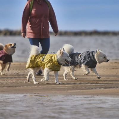 Hunde tragen Hurtta Mudventure reflective Coat turmeric beim Spazieren, AmbraPet