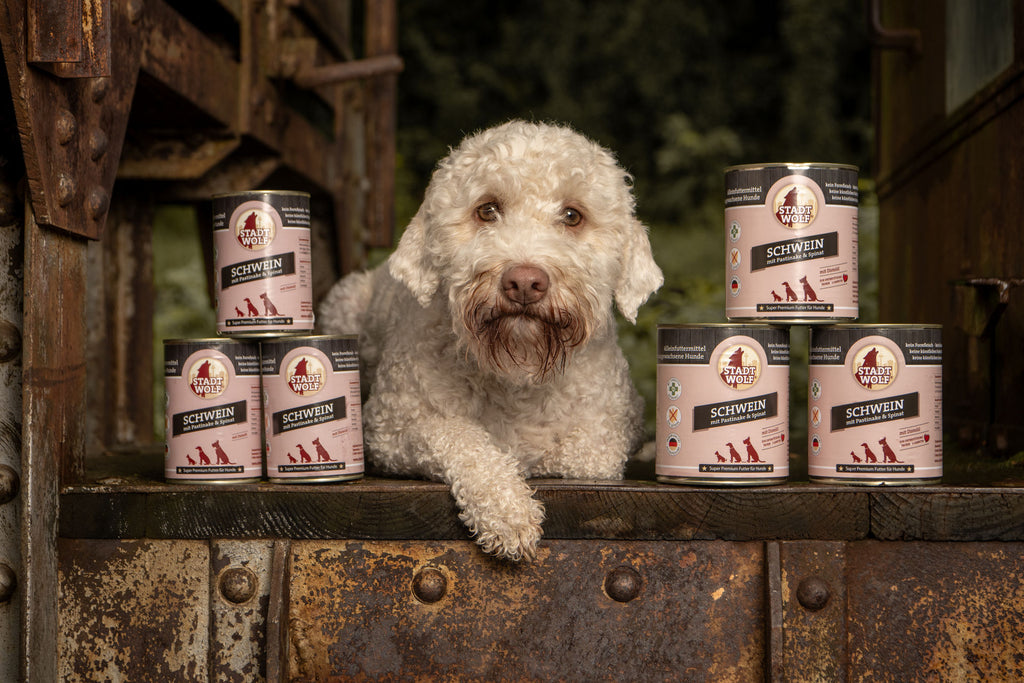Hund liegend mit Stadtwolf Nassfutter Schwein mit Pastinake und Spinat – gesundes Futter, AmbraPet