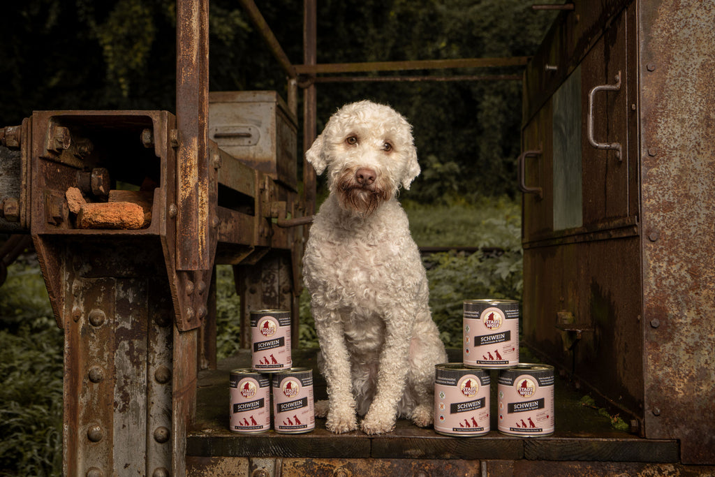 Hund mit Stadtwolf Nassfutter Schwein, Pastinake und Spinat, gesundes Nassfutter bei AmbraPet